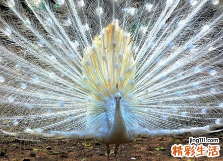 梦见金色孔雀开屏真的是太美啦