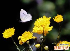 梦见黄菊花开满院子好漂亮