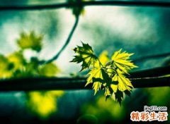 火山有情怀最吸引粉丝昵称， 最能吸引人关注的热火网名