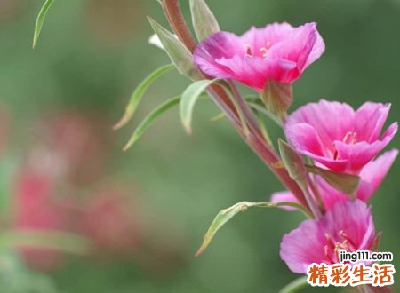 今夕何夕见此邂逅的文艺清新网名，快手昵称唯美清爽小清新