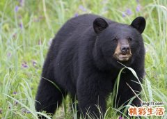 女人梦见大黑熊进家要吃馒头
