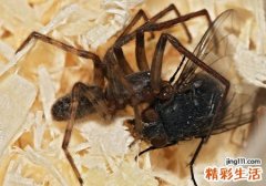 梦见苍蝇成群密密麻麻在头顶上盘旋逗留