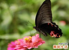 梦见很大的黑蝴蝶翩翩起舞好漂亮