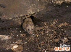 梦见老鼠过街人人喊打好不热闹