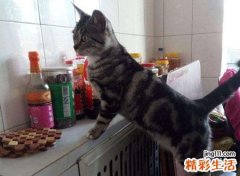 梦见猫什么意思，女人梦见猫咬手甩不掉