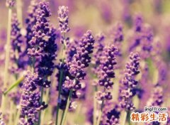 美感有诗意的微信名字，清新淡雅的意境网名