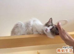 梦见被猫抓伤，做梦梦到被猫抓伤很多伤口