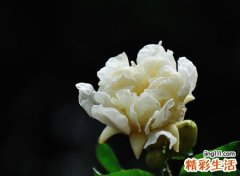 女性梦到死去的父亲，梦到死去父亲什么预兆