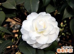 梦见母亲去世，做梦梦见活着妈妈死了好吗