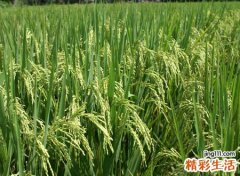 梦见漫山遍野的金黄稻谷