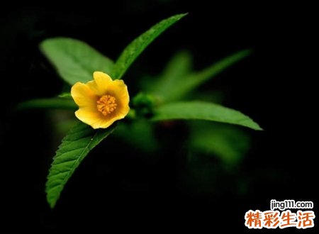 洋气时尚的微信网名，简单大气的微信个性昵称