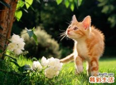 梦见被猫咬，做梦梦见被猫咬住不放