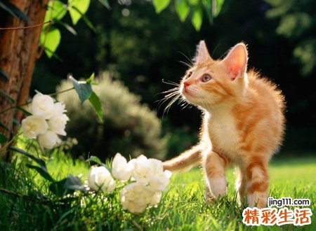 梦见被猫咬，做梦梦见被猫咬住不放