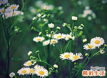 干净清爽的微信网名，简单文艺的微信个性名字