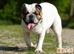 梦到狗，做梦梦到狗是什么意思