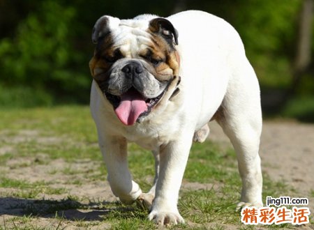 梦到狗，做梦梦到狗是什么意思