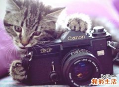 3个字可爱的昵称，简单最好听的三字微信网名