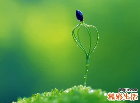 特有范儿的微信昵称，有深意淡雅的静心微信名