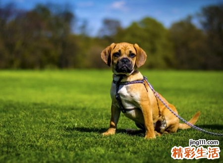 梦见狗追我逃跑成功，女人梦见狗追没有被咬