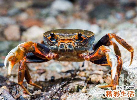 梦见螃蟹，男人梦见螃蟹是什么预兆