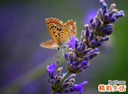 幽韵静谧禅心的唯美昵称，文艺昵称烟花春雨不如你