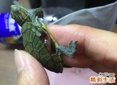 梦见乌龟，女人梦见乌龟是怀孕了吗