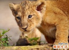 梦见狮子，做梦梦见狮子在你面前很乖