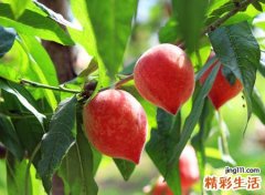 梦见成熟的桃子挂满枝头，做梦梦见桃子是什么意思