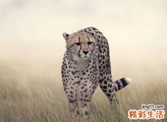 最叼最霸气的微信名，叼一点叼到爆的个性名字