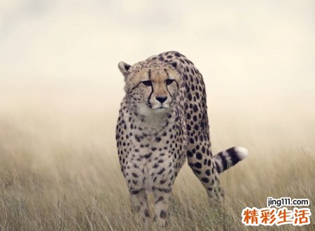 最叼最霸气的微信名，叼一点叼到爆的个性名字