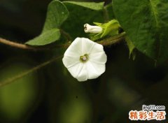 梦见死去的人，做梦梦到已死去的同村人