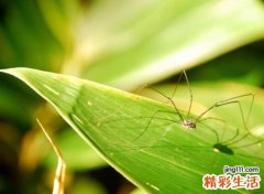 大吉大利今晚吃鸡游戏名字，超酷刺激战场名字大全