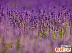 吸引人的快手文艺网名，最新潮流范的快手名