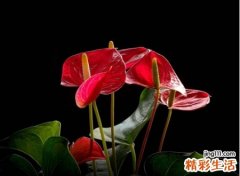 吉祥如意的快乐微信网名