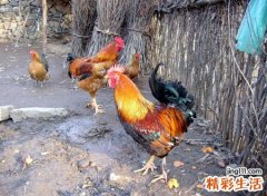 梦见鸡，女人做梦梦见鸡好不好