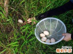 梦见捡鸡蛋是什么意思，女人梦见捡鸡蛋破了