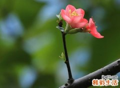 梦见花是什么意思，女人梦见花开得很漂亮