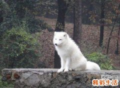 梦见狐狸，女人梦见白狐狸好不好