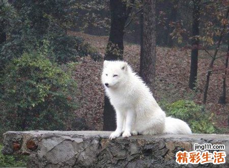 梦见狐狸，女人梦见白狐狸好不好