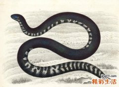 女人梦见一条黑色的蛇，做梦梦到梦见黑蛇是什么预兆