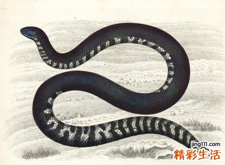 女人梦见一条黑色的蛇，做梦梦到梦见黑蛇是什么预兆