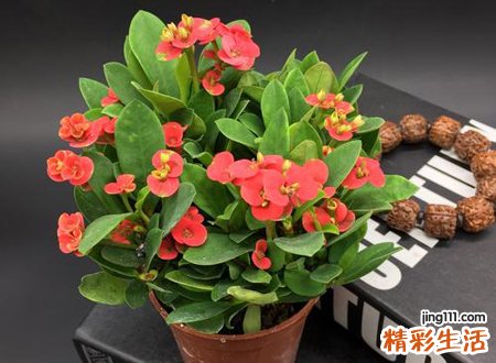 梦见花开的非常漂亮，女人梦见盆花花开了