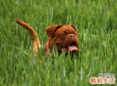 梦见狗咬，做梦梦见狗咬手是什么意思