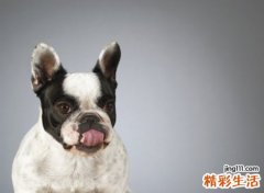 梦见狗咬我，做梦梦见狗咬自己的手