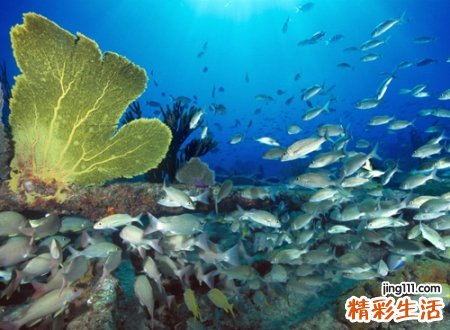 梦见好多鱼，做梦梦见好多鱼是什么意思