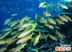 梦见很多鱼，做梦梦见很多鱼是什么意思