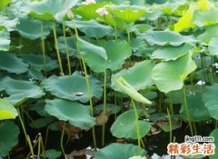 百家姓排名最新版