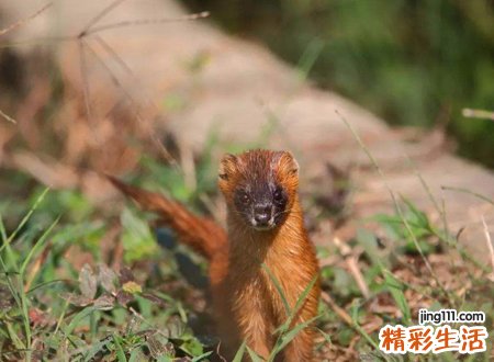 梦见黄鼠狼，做梦梦见黄鼠狼是什么意思