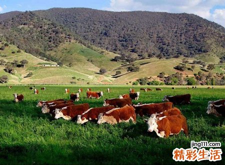 梦见牛是什么意思，做梦梦见很多牛是什么兆头