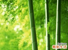 简单好听的带林字网名，森系小清新的唯美昵称